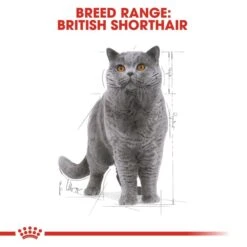 ROYAL CANIN British Shorthair Adult Katzenfutter Nass Für Britisch Kurzhaar 13 ROYAL CANIN British Shorthair Adult Katzenfutter Nass Für Britisch Kurzhaar -Heimtierbedarf Geschäft RoyalCanin Katzenfutter BritishShorthair Nassfutter inSosse 65f1ec6147ca78