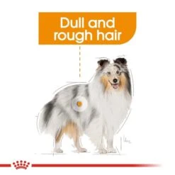 ROYAL CANIN COAT CARE MINI Trockenfutter Für Kleine Hunde Für Glänzendes Fell 10 ROYAL CANIN COAT CARE MINI Trockenfutter Für Kleine Hunde Für Glänzendes Fell -Heimtierbedarf Geschäft RoyalCanin Hundefutter CCN CoarCare Mini 2