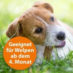ARDAP Spot-On Für Hunde 11 ARDAP Spot-On Für Hunde -Heimtierbedarf Geschäft ardap spot on fur hunde 3