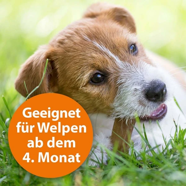 ARDAP Spot-On Für Hunde 6 ARDAP Spot-On Für Hunde – Bild 4