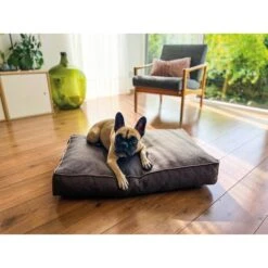 Aumüller Hundebett Basic Rechteckig 58 Cm -Heimtierbedarf Geschäft aumueller hundebett basic rechteckig web 1BK7LMEjU8qi7s
