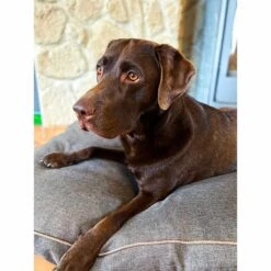 Aumüller Hundebett Basic Rechteckig 58 Cm -Heimtierbedarf Geschäft aumueller hundebett basic rechteckig web 6OQ00miA7rU66C