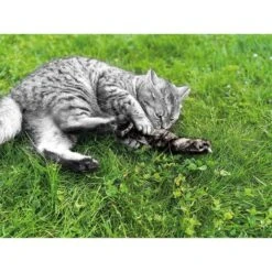 Aumüller Katzenspielkissen Zappel - Frettchen Speedy -Heimtierbedarf Geschäft aumueller katzen spielzeug zappel frettchen freddy web 7