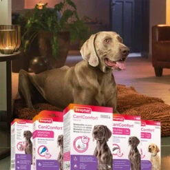 Beaphar CaniComfort® Starter-Kit Für Hunde -Heimtierbedarf Geschäft beaphar canicomfort starter kit fur hunde 4