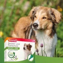 Beaphar Spot On Tropfen Für Kleine Hunde + Zeckenstift Gratis -Heimtierbedarf Geschäft beaphar spot on tropfen fur kleine hunde 5FJq3yfNNlISX4