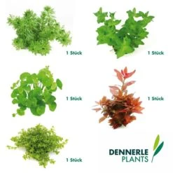 Dennerle Plants Aquariumpflanzen Mix Schnellwachsend -Heimtierbedarf Geschäft dennerleplants mix schnellwachsend 5er60a254178e24b