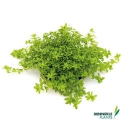 Dennerle Plants Aquariumpflanzen Mix Schnellwachsend -Heimtierbedarf Geschäft dennerleplants mix schnellwachsend alle 460a254147e187