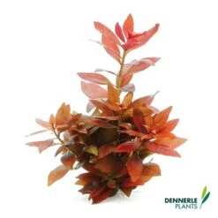 Dennerle Plants Aquariumpflanzen Mix Schnellwachsend -Heimtierbedarf Geschäft dennerleplants mix schnellwachsend alle 560a254157142b