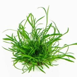 Dennerle Plants Aquariumpflanzen 4er Mix Vordergrund -Heimtierbedarf Geschäft dennerleplants mix vordergrund 3