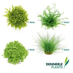 Dennerle Plants Aquariumpflanzen 4er Mix Vordergrund -Heimtierbedarf Geschäft dennerleplants mix vordergrund 6