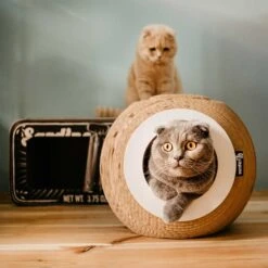 District 70 Katzenhöhle Orb -Heimtierbedarf Geschäft district 70 katzenhohle orb 4