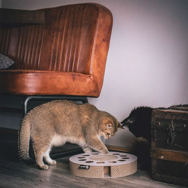 District 70 Kratzpappe WHIRL 5 District 70 Kratzpappe WHIRL – Bild 3