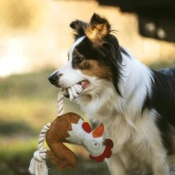 DUVO+ Farm Friends Ruby Rooster 37cm -Heimtierbedarf Geschäft duvoplus farm friends ruby rooster 37cm web 3