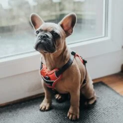 Hunter Geschirr Divo Hellblau -Heimtierbedarf Geschäft hunter geschirr divo 2