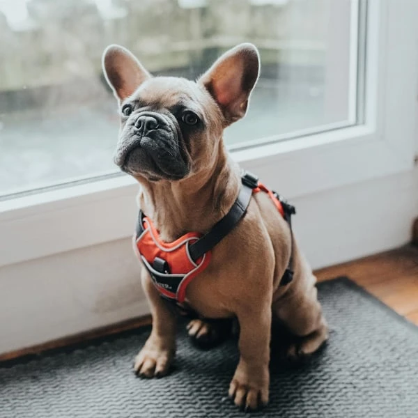 Hunter Geschirr Divo Rot 8 Hunter Geschirr Divo Rot – Bild 6