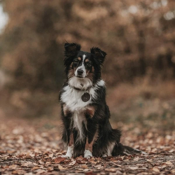 Hunter Halsband Aalborg Schwarz 7 Hunter Halsband Aalborg Schwarz – Bild 5