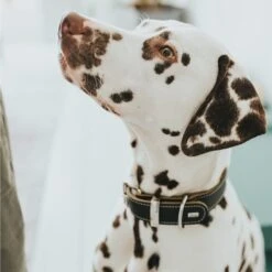 Hunter Halsband Aalborg Special Cognac -Heimtierbedarf Geschäft hunter halsband aalborg special 2608abf35a567a