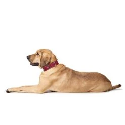 Hunter Halsband Aalborg Special Cognac -Heimtierbedarf Geschäft hunter halsband aalborg special 3