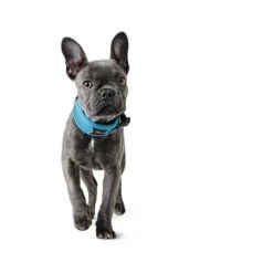 Hunter Halsung Divo Rot -Heimtierbedarf Geschäft hunter halsung divo 1608ac2a7a5240