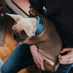 Hunter Halsung Divo Grau -Heimtierbedarf Geschäft hunter halsung divo 2608ac2563e7bd