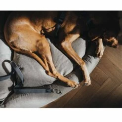 Hunter Verstellbare Führleine Divo Grau -Heimtierbedarf Geschäft hunter verstellbare fuehrleine divo grau 3