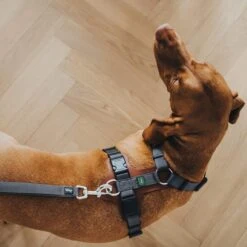 Hunter Verstellbare Führleine Divo Grau -Heimtierbedarf Geschäft hunter verstellbare fuehrleine divo grau 4