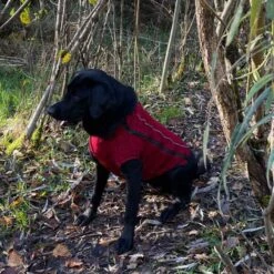 IEnergy OSC Isolierende Outdoor-Hundejacke -Heimtierbedarf Geschäft ienergy osc hundejacke 5