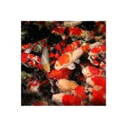 JBL PROPOND Staple M 11kg + Futtertonne Gratis -Heimtierbedarf Geschäft jbl propond staple m fischeWovRijMq1rqJf