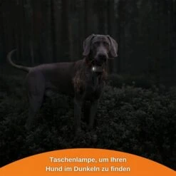 Weenect XS GPS Tracker Für Hunde Weiß -Heimtierbedarf Geschäft weenect xs gps tracker fur hunde weiss 10