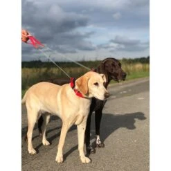 WowWow Professional Halsband Rot -Heimtierbedarf Geschäft wowwow halsband alle 16091513587714