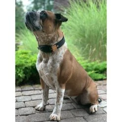 WowWow Professional Halsband Rot -Heimtierbedarf Geschäft wowwow halsband alle 3609151378dd67