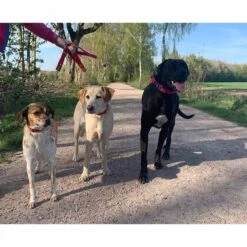 WowWow Professional Halsband Rot -Heimtierbedarf Geschäft wowwow halsband alle 460915138974a3