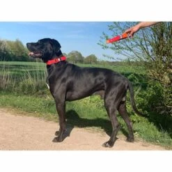 WowWow Professional Halsband Rot -Heimtierbedarf Geschäft wowwow halsband alle 56091513a5f73a