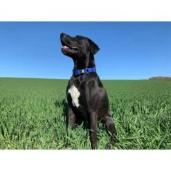 WowWow Professional Halsband Rot -Heimtierbedarf Geschäft wowwow halsband alle 66091513b7676c