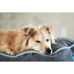 ZooRoyal Hundekissen Elias Anthrazit -Heimtierbedarf Geschäft zooroyal hundekissen elias anthrazit 3